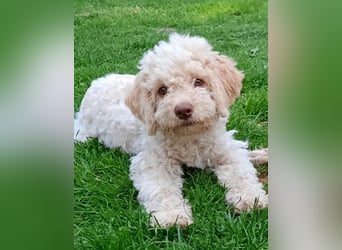 Wunderschöne Lagotto Romagnolo Welpen