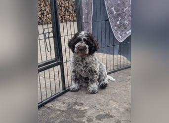 Verschmuste Lagotto-Buben
