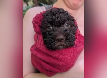 Verschmuste Lagotto-Buben