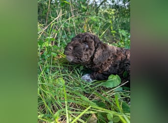 Verschmuste Lagotto-Buben