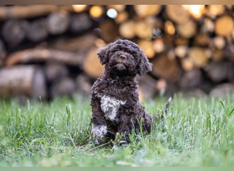 Ruhige Lagotto-Buben