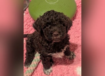 Ruhiger Lagotto-Bub