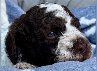Ruhige Lagotto-Buben