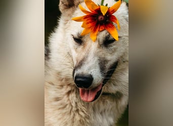 Sanfte Tika sucht liebevolles Zuhause Sanfte Tika sucht liebevolles Zuhause