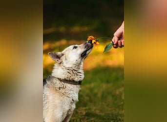 Sanfte Tika sucht liebevolles Zuhause Sanfte Tika sucht liebevolles Zuhause