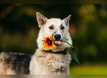 Sanfte Tika sucht liebevolles Zuhause Sanfte Tika sucht liebevolles Zuhause