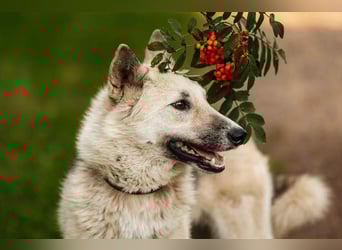 Sanfte Tika sucht liebevolles Zuhause Sanfte Tika sucht liebevolles Zuhause