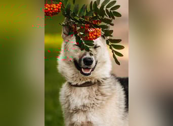 Sanfte Tika sucht liebevolles Zuhause Sanfte Tika sucht liebevolles Zuhause