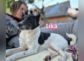VERMITTLUNGSHILFE Lika, 07/24 - pfiffiges Mädel sucht ihre Menschen