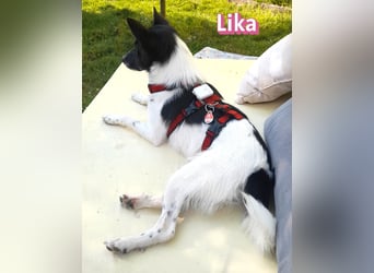 VERMITTLUNGSHILFE Lika, 07/24 - aktive Hündin sucht ihre Menschen