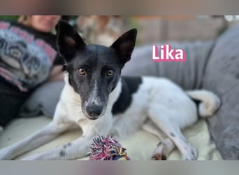 VERMITTLUNGSHILFE Lika, 07/24 - pfiffiges Mädel sucht ihre Menschen