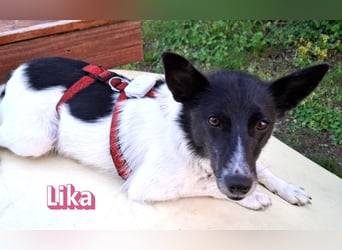 VERMITTLUNGSHILFE Lika, 07/24 - aktive Hündin sucht ihre Menschen