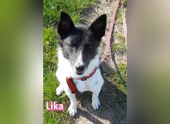VERMITTLUNGSHILFE Lika, 07/24 - pfiffiges Mädel sucht ihre Menschen