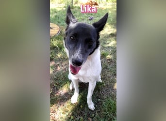 VERMITTLUNGSHILFE Lika, 07/24 - pfiffiges Mädel sucht ihre Menschen