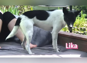 VERMITTLUNGSHILFE Lika, 07/24 - pfiffiges Mädel sucht ihre Menschen