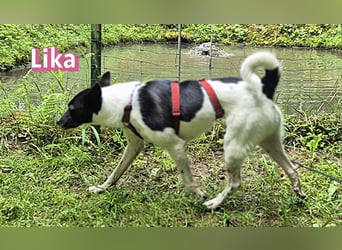 VERMITTLUNGSHILFE Lika, 07/24 - pfiffiges Mädel sucht ihre Menschen