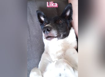 VERMITTLUNGSHILFE Lika, 07/24 - pfiffiges Mädel sucht ihre Menschen