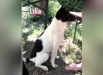 VERMITTLUNGSHILFE Lika, 07/24 - pfiffiges Mädel sucht ihre Menschen