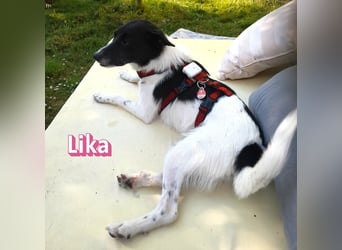 VERMITTLUNGSHILFE Lika, 07/24 - aktive Hündin sucht ihre Menschen