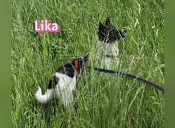 VERMITTLUNGSHILFE Lika, 07/24 - pfiffiges Mädel sucht ihre Menschen