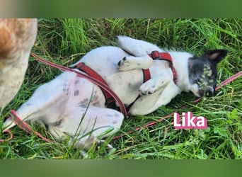 VERMITTLUNGSHILFE Lika, 07/24 - pfiffiges Mädel sucht ihre Menschen