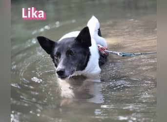 VERMITTLUNGSHILFE Lika, 07/24 - pfiffiges Mädel sucht ihre Menschen