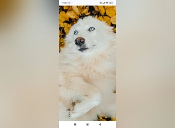 Wunderschöne junge Jakutische Laika Westa sucht ihre Familie