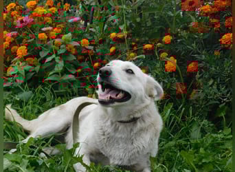 Die sanfte Bella sucht ihr Für - immer - Zuhause