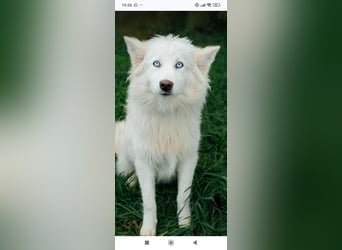 Wunderschöne junge Jakutische Laika Westa sucht ihre Familie