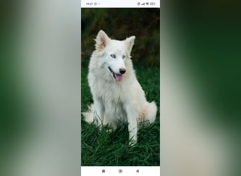 Wunderschöne junge Jakutische Laika Westa sucht ihre Familie