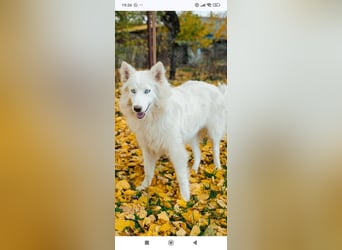 Wunderschöne junge Jakutische Laika Westa sucht ihre Familie