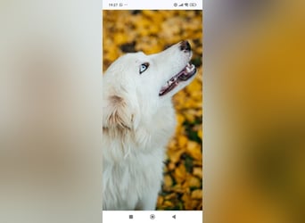 Wunderschöne junge Jakutische Laika Westa sucht ihre Familie