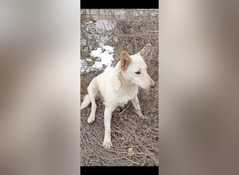 Die sanfte Bella sucht ihr Für - immer - Zuhause