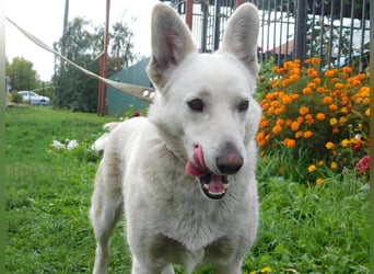 Die sanfte Bella sucht ihr Für - immer - Zuhause