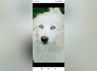 Wunderschöne junge Jakutische Laika Westa sucht ihre Familie