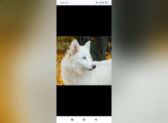 Wunderschöne junge Jakutische Laika Westa sucht ihre Familie