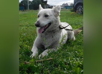 Die sanfte Bella sucht ihr Für - immer - Zuhause