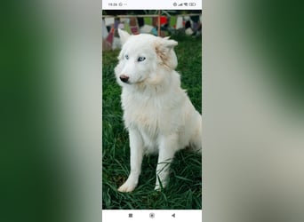 Wunderschöne junge Jakutische Laika Westa sucht ihre Familie