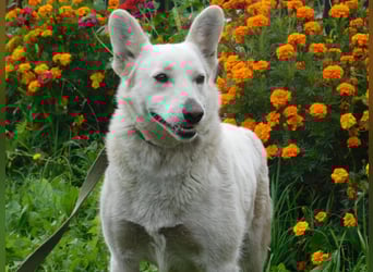 Die sanfte Bella sucht ihr Für - immer - Zuhause