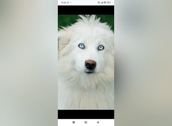 Wunderschöne junge Jakutische Laika Westa sucht ihre Familie