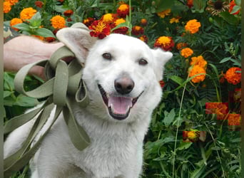 Die sanfte Bella sucht ihr Für - immer - Zuhause