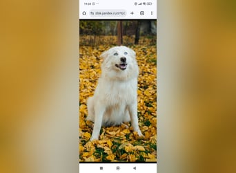 Wunderschöne junge Jakutische Laika Westa sucht ihre Familie