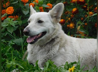 Die sanfte Bella sucht ihr Für - immer - Zuhause