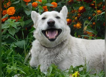 Die sanfte Bella sucht ihr Für - immer - Zuhause