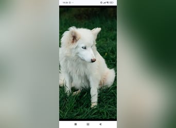 Wunderschöne junge Jakutische Laika Westa sucht ihre Familie