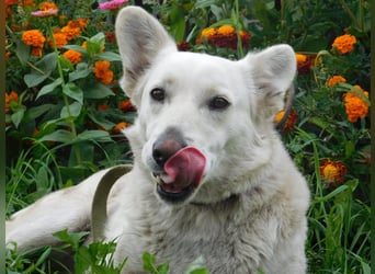 Die sanfte Bella sucht ihr Für - immer - Zuhause