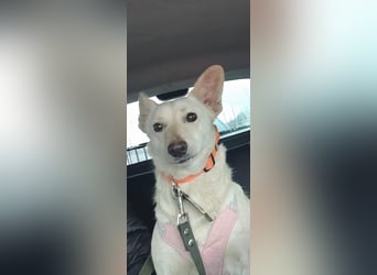 Die sanfte Bella sucht ihr Für - immer - Zuhause