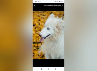 Wunderschöne junge Jakutische Laika Westa sucht ihre Familie