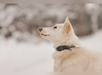 Selbstbewusste Kiwa sucht ihre Menschen