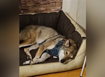 Zara sucht ihr Für-immer-Zuhause